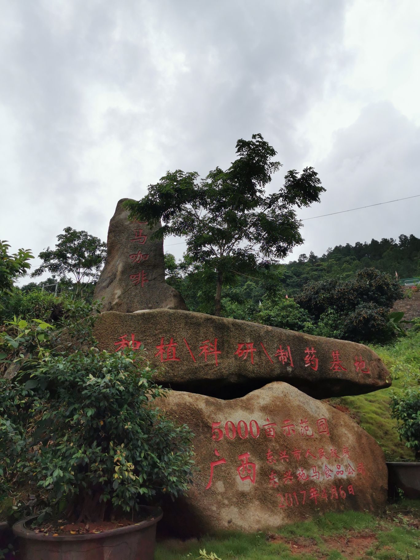 施马咖啡基地