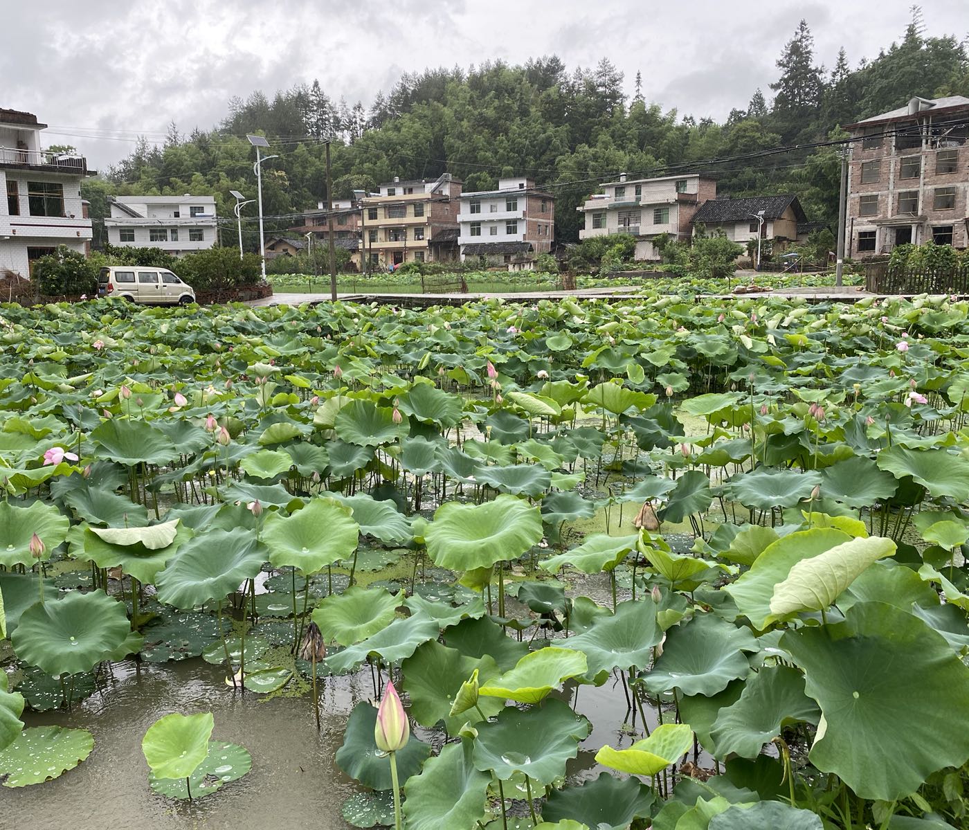 湖南省郴州市桂东县寨前镇水湾村新屋组荷花池旁边