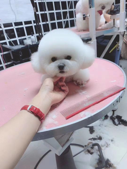 梧桐宠物(二道店)
