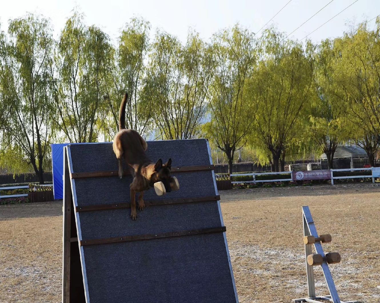 宠物犬培训学校