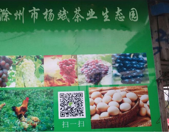 滁州市杨斌茶业生态园