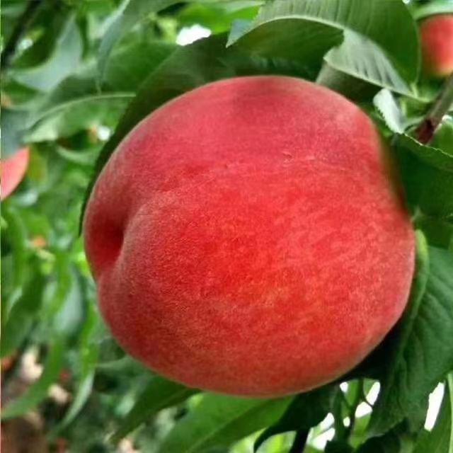 灵宝苹果直营店(豫西苹果园)