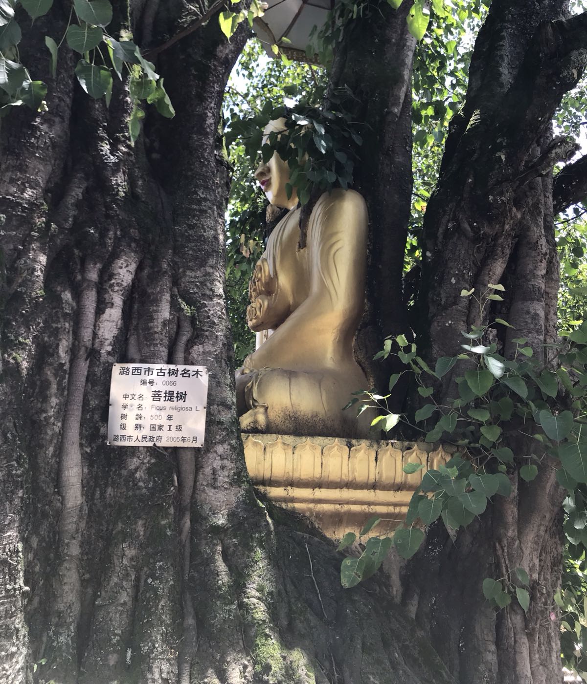 户闷树包佛