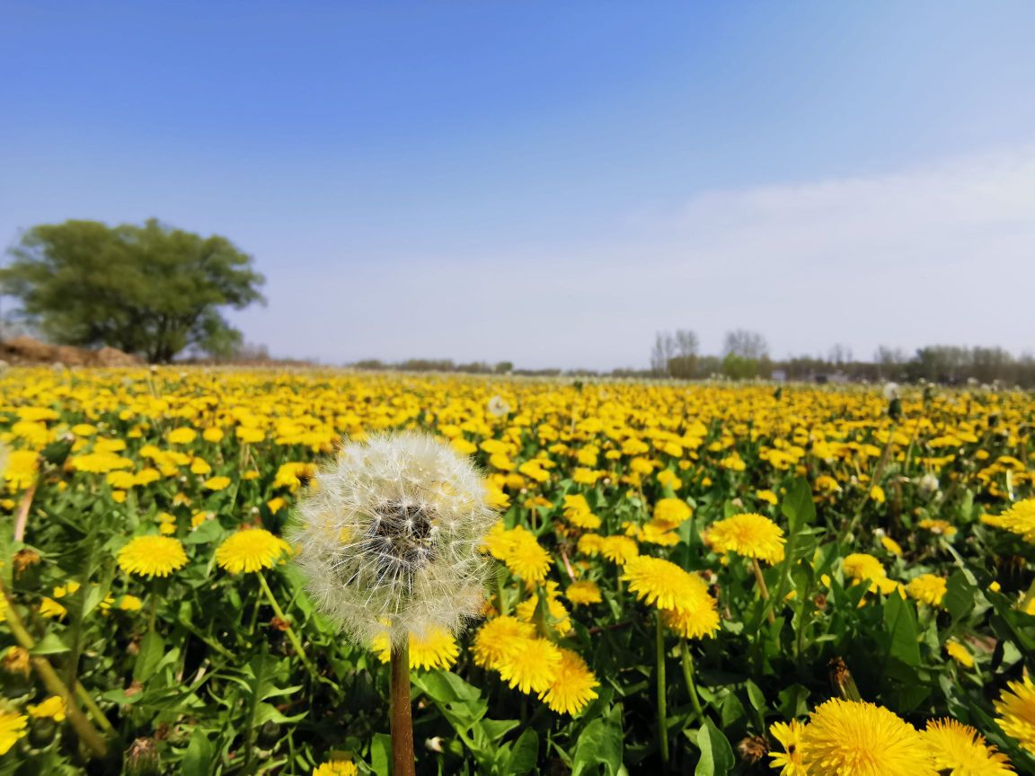 说都四季花海