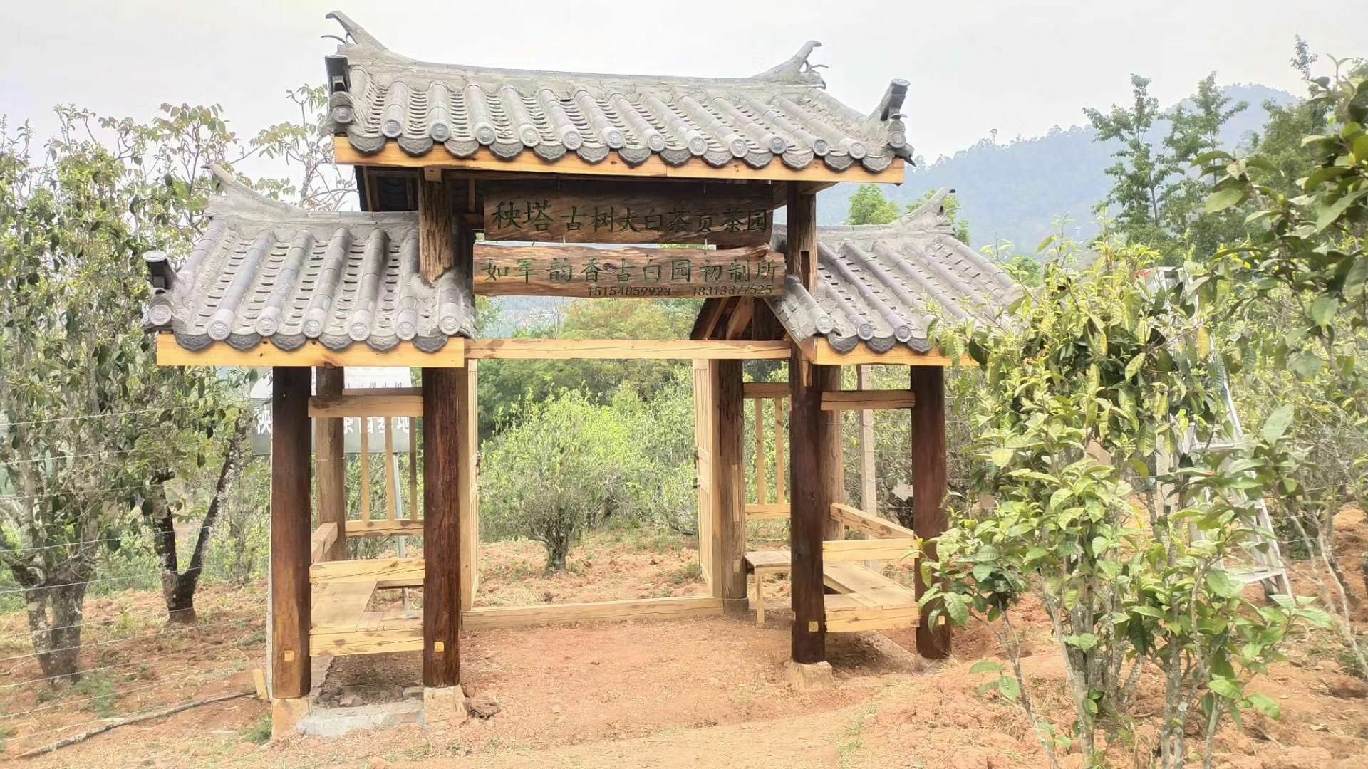 秧塔古树大白茶贡茶园