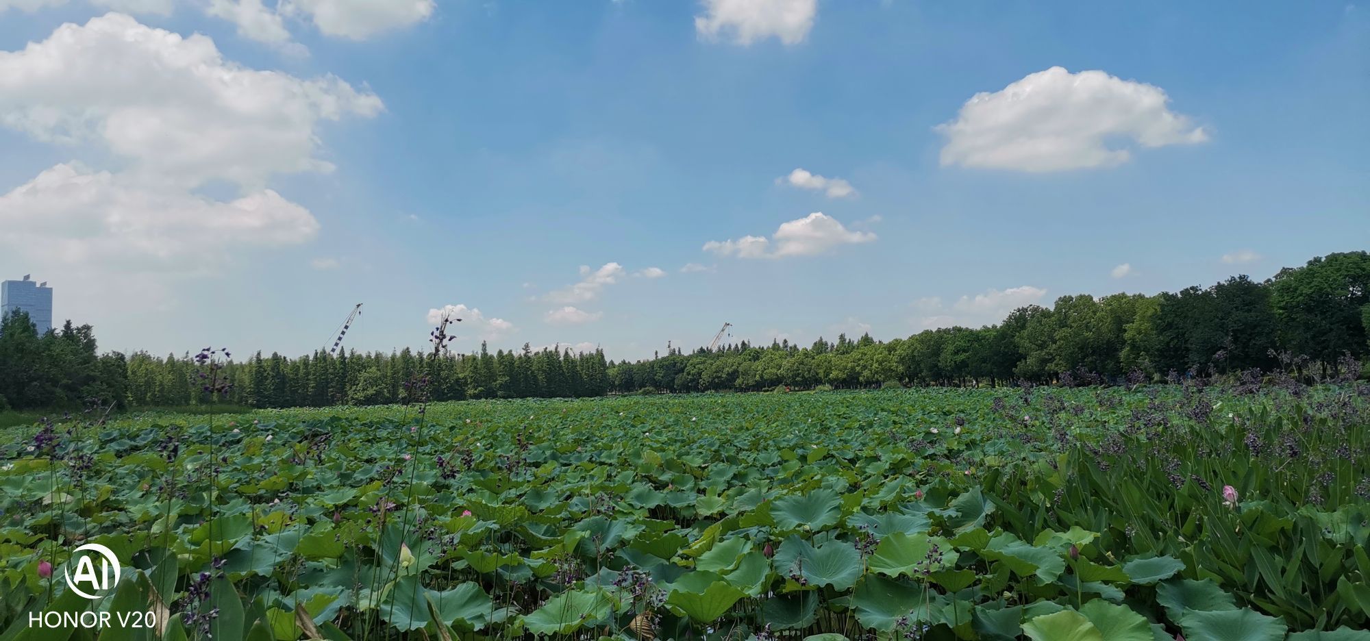 南昌青山湖区艾溪湖图片