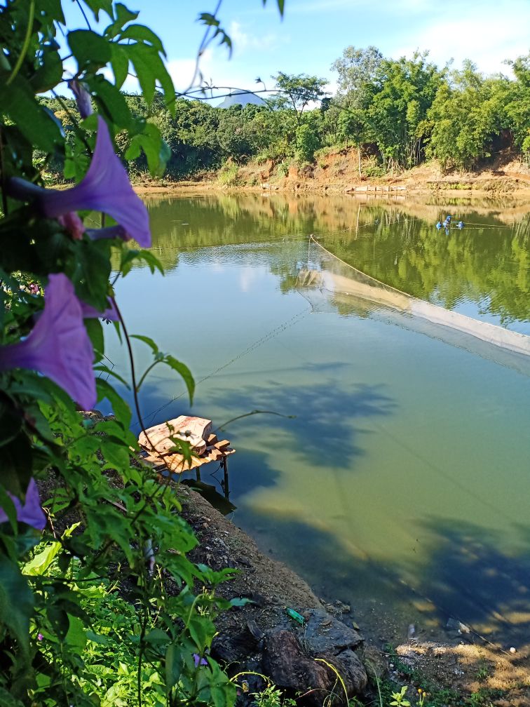 云炉山坡塘钓鱼场