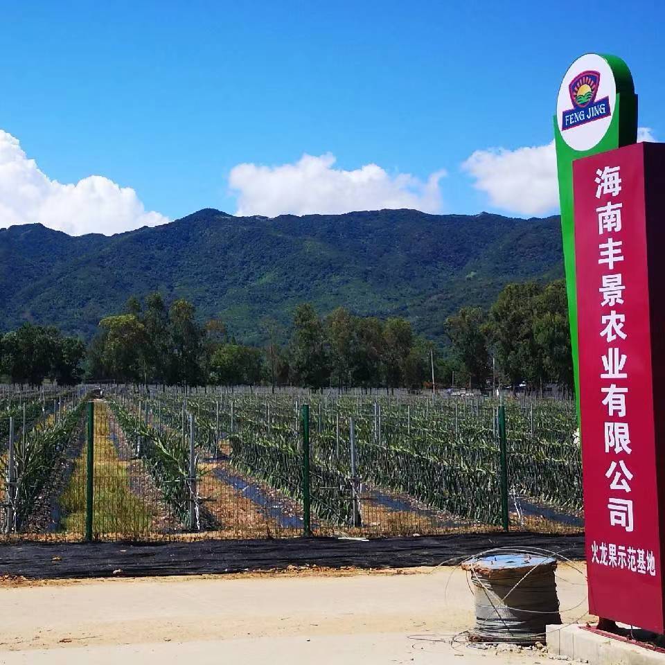 景鹏集团丰景火龙果基地