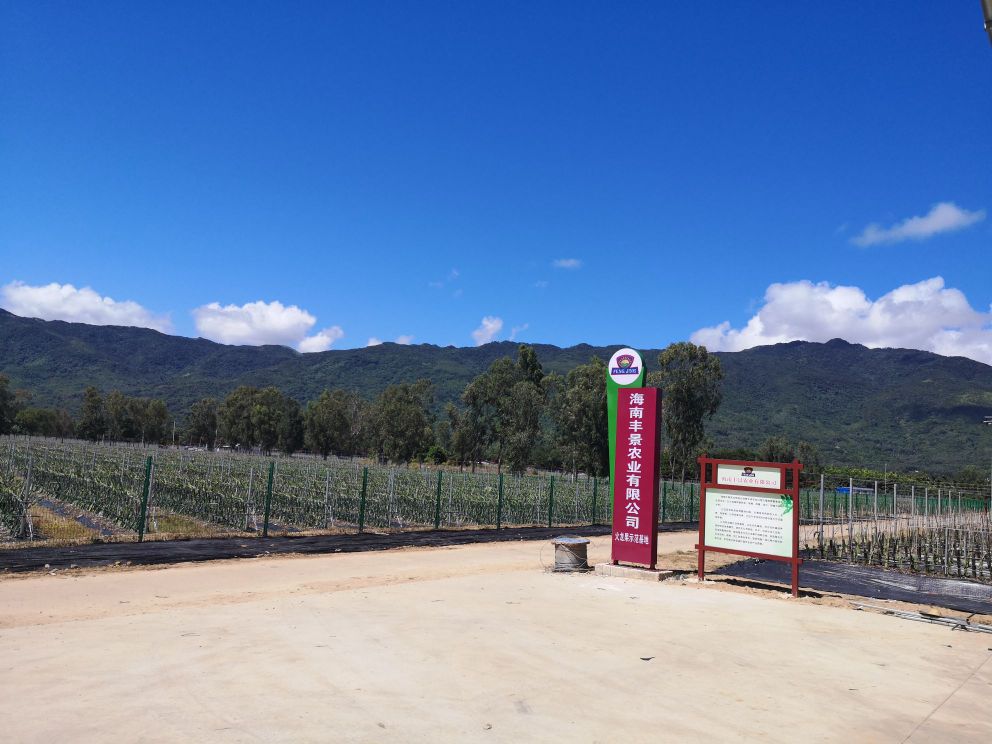 景鹏集团丰景火龙果基地