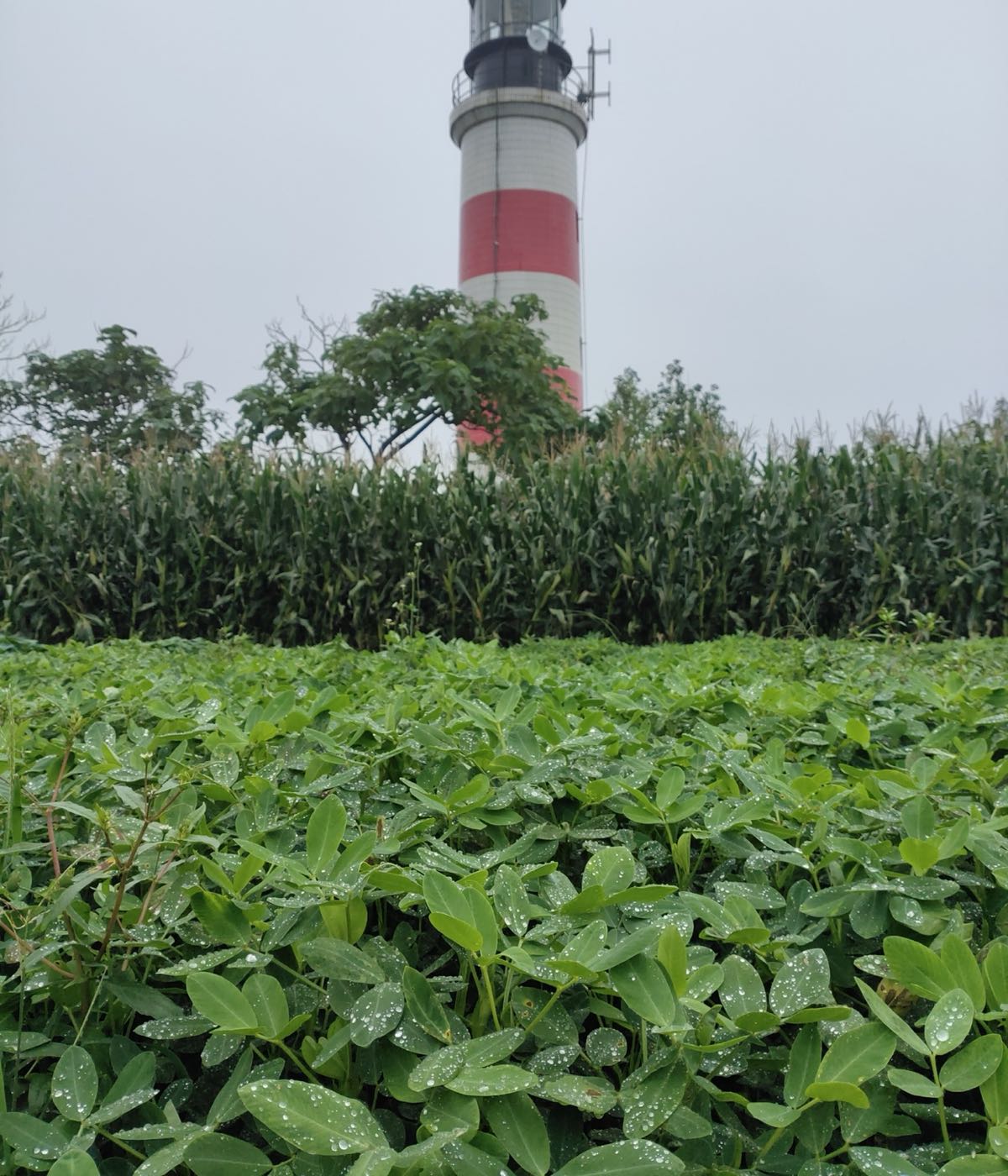 镆铘岛灯塔