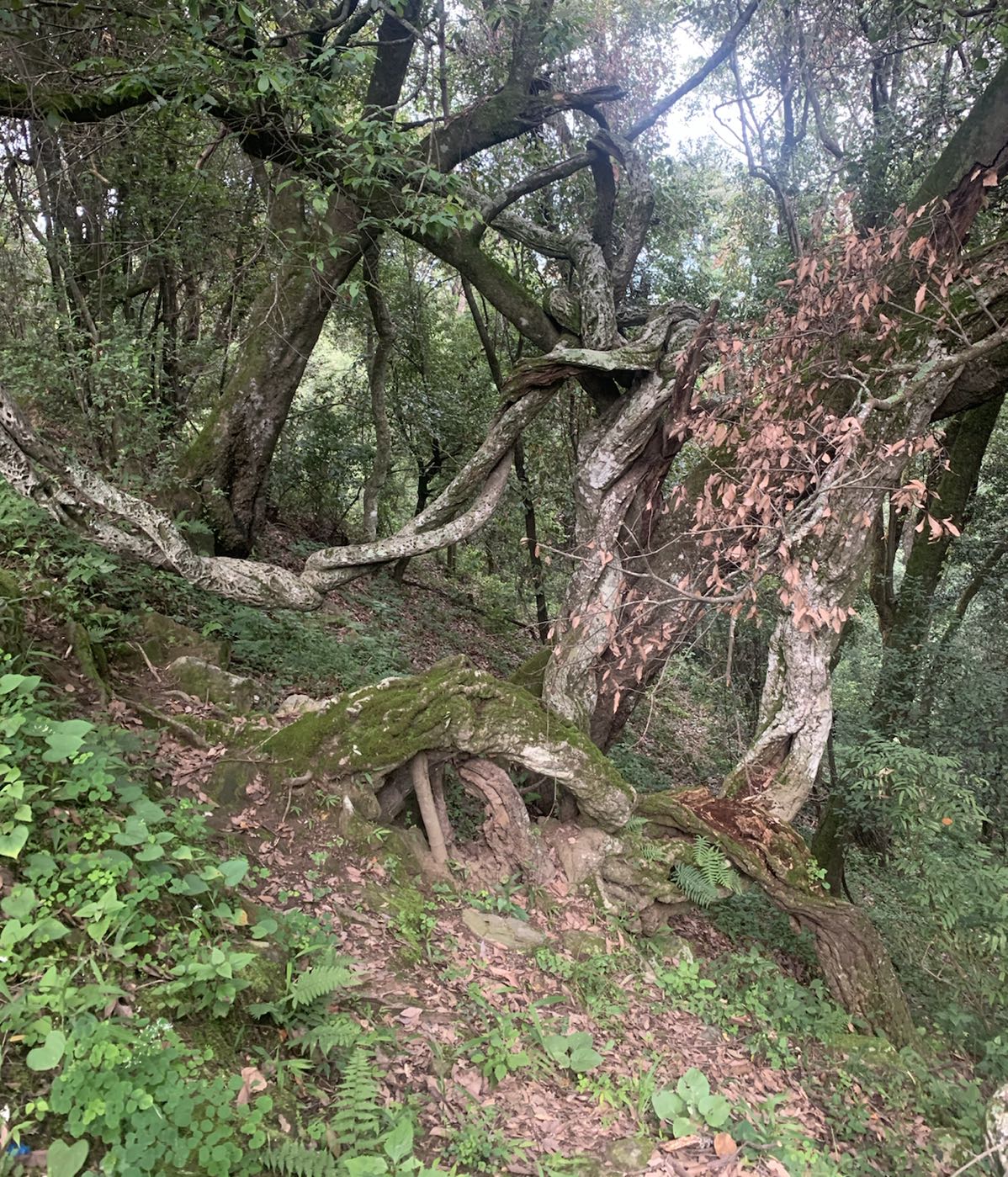 紫溪山景区-千年古藤王