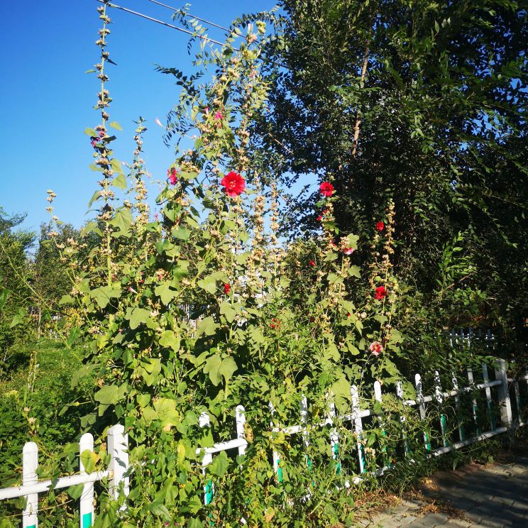 芦草勾北大寺