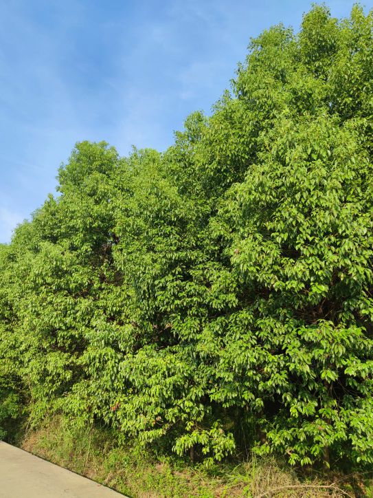 浙江省衢州市常山县九龙山村