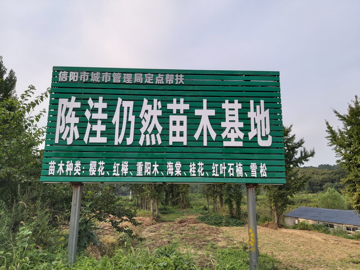 新县吴陈河镇陈洼仍然苗木基地