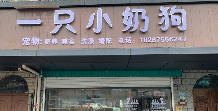 一只小奶狗宠物