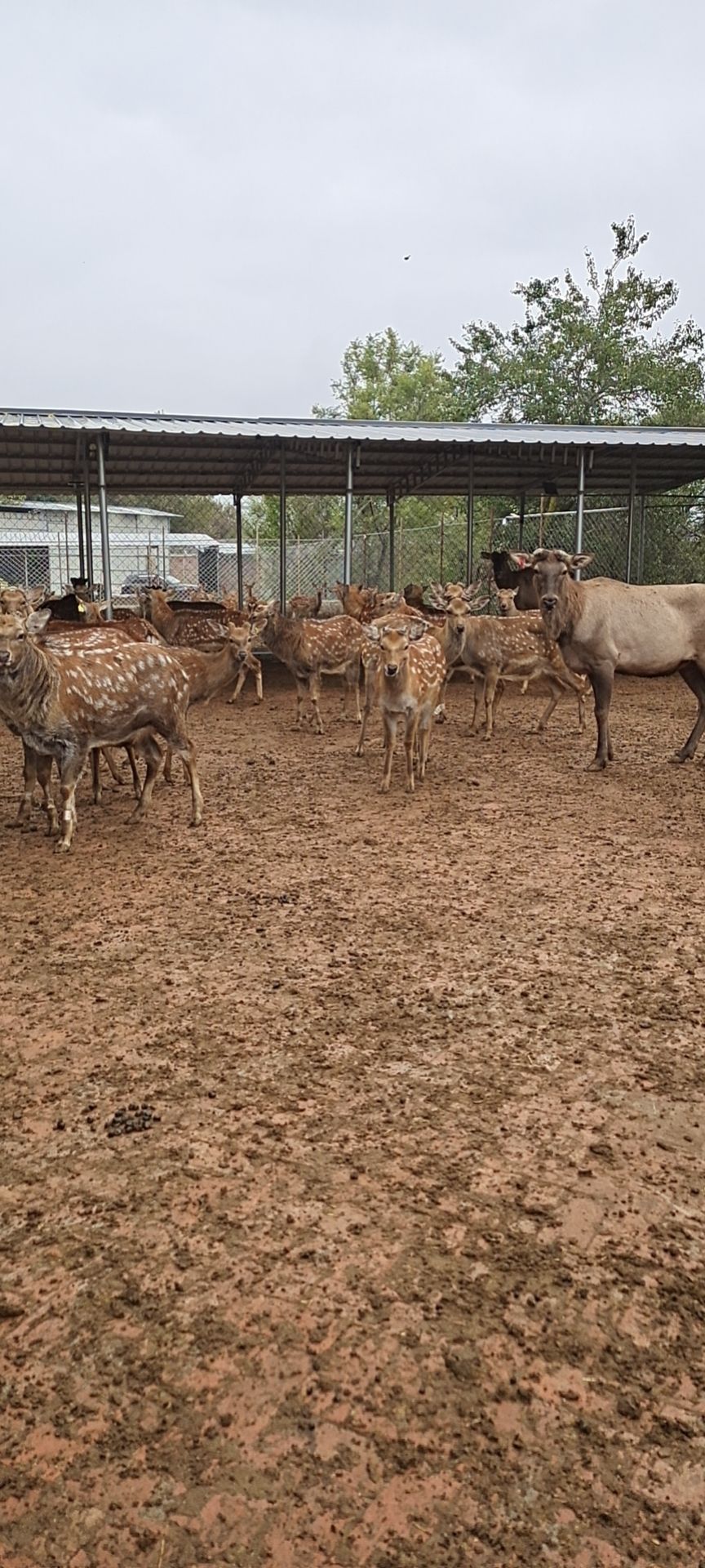 和政惠丰农业专业合作社