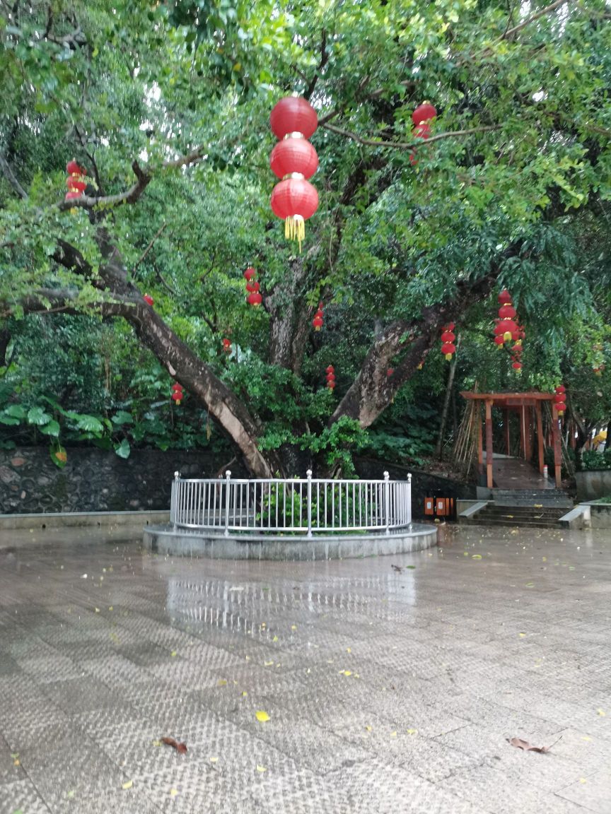 百年好合树