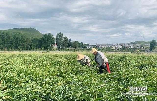 河北省承德市丰宁满族自治县丰宁坝上艳龙农家院