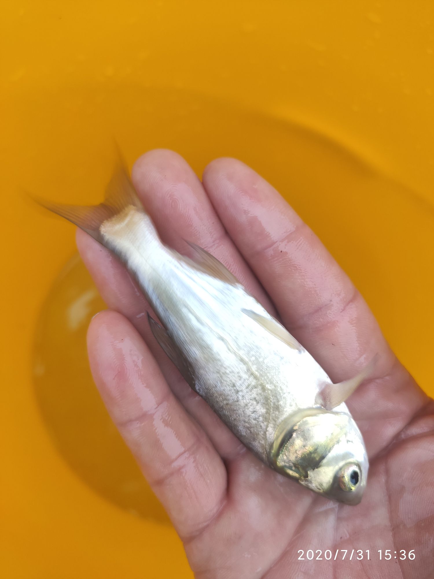 南溪鱼苗厂