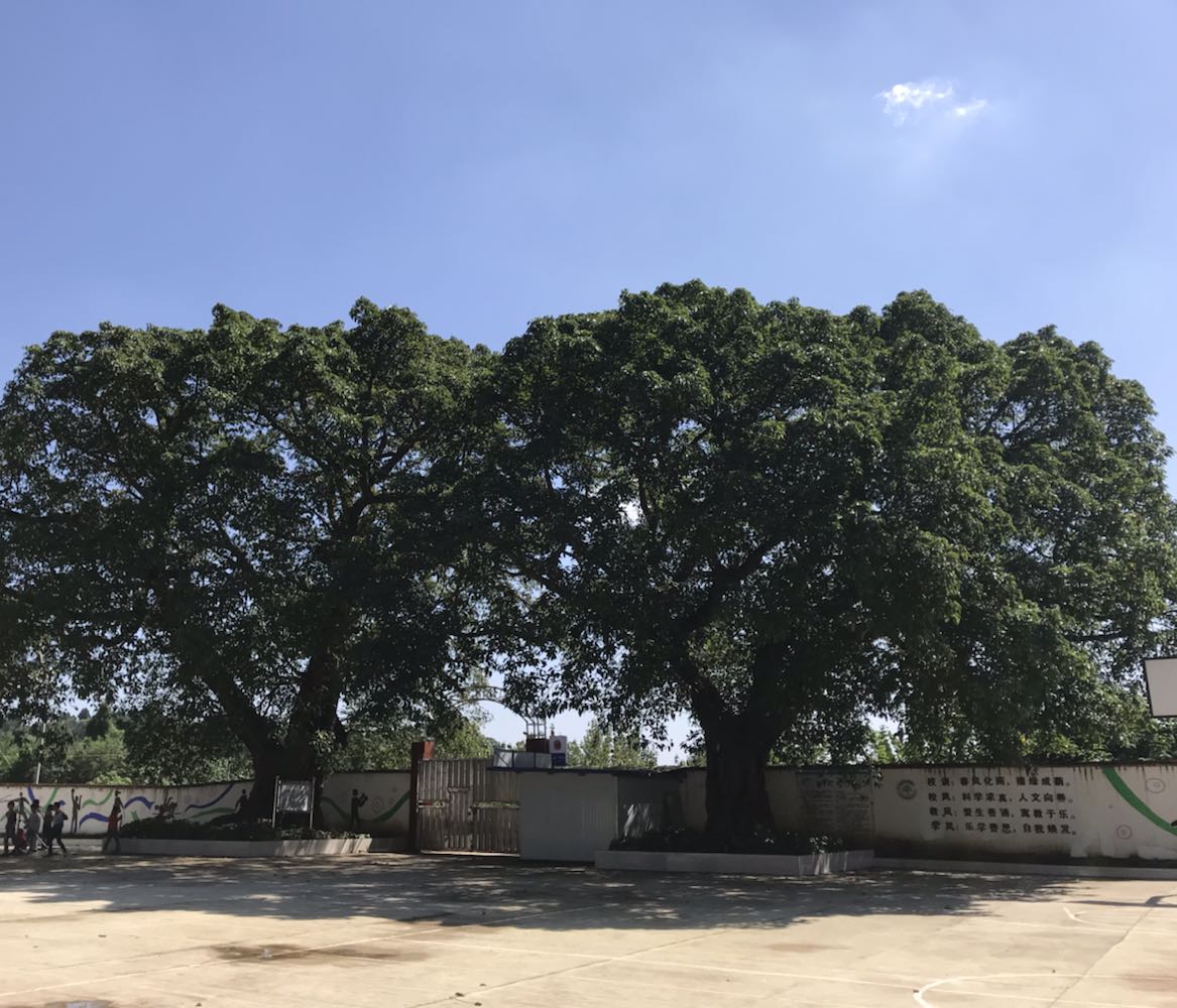 楠木寺小学