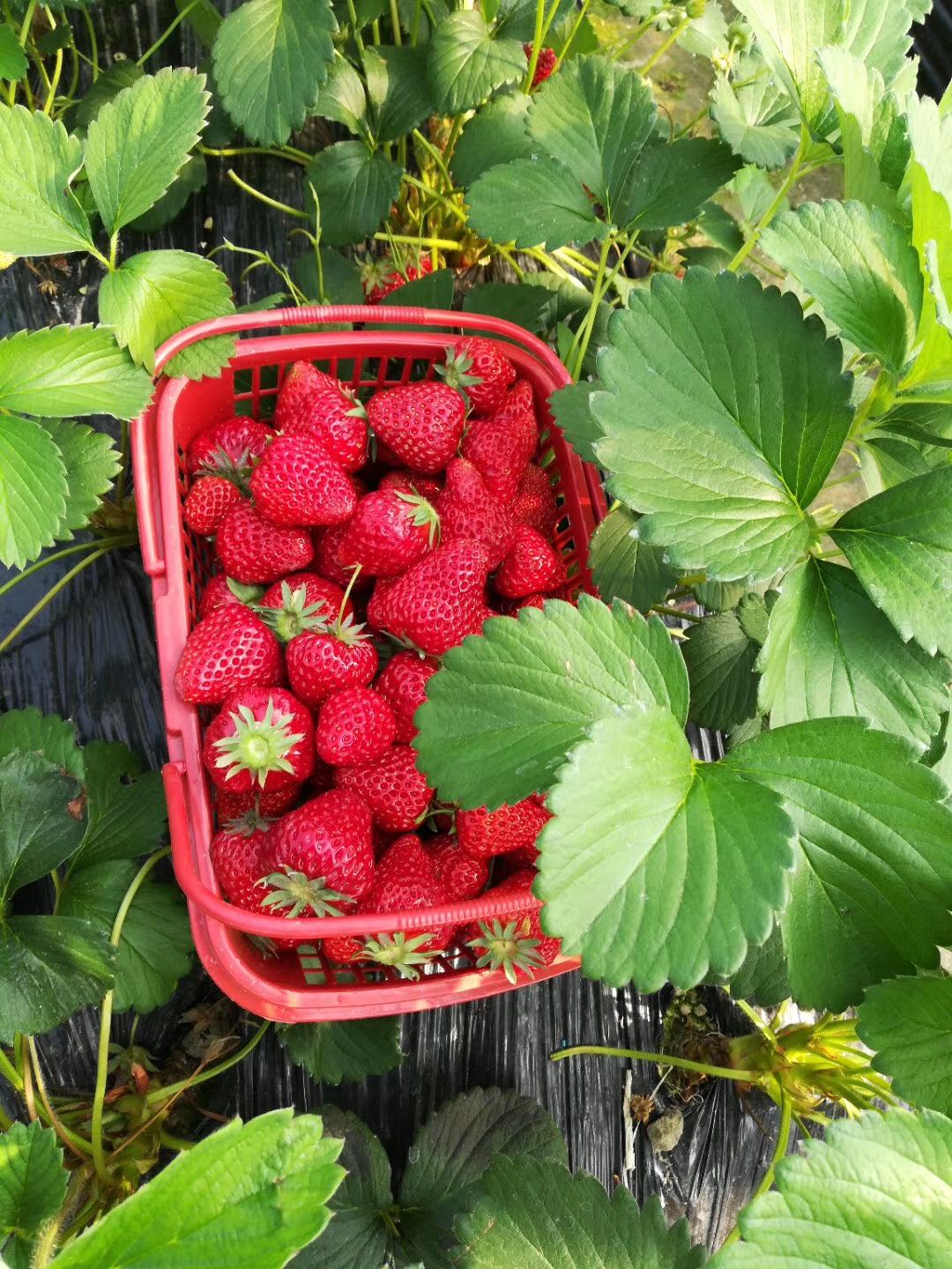 金财草莓采摘园