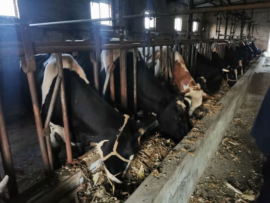 山西省忻州市隆鑫肉牛养殖场