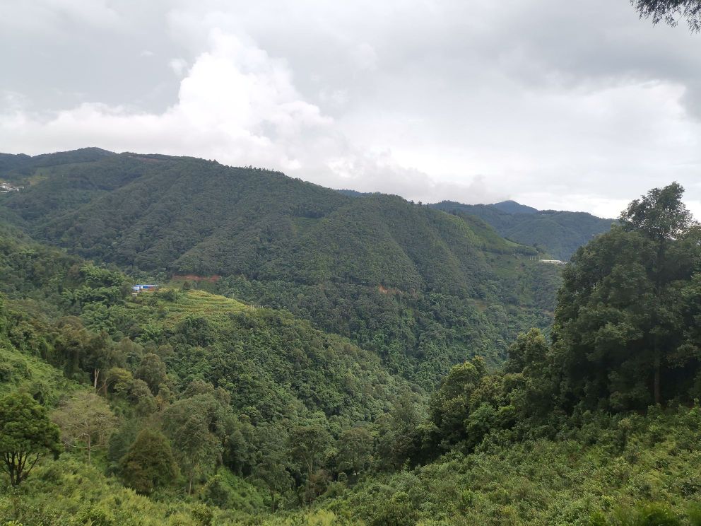 凤凰山凤凰窝茶园