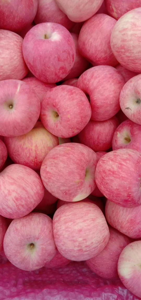 地址,地图,预定,价格,团购,优惠,金金苹果采摘园在哪,怎么走_三门峡