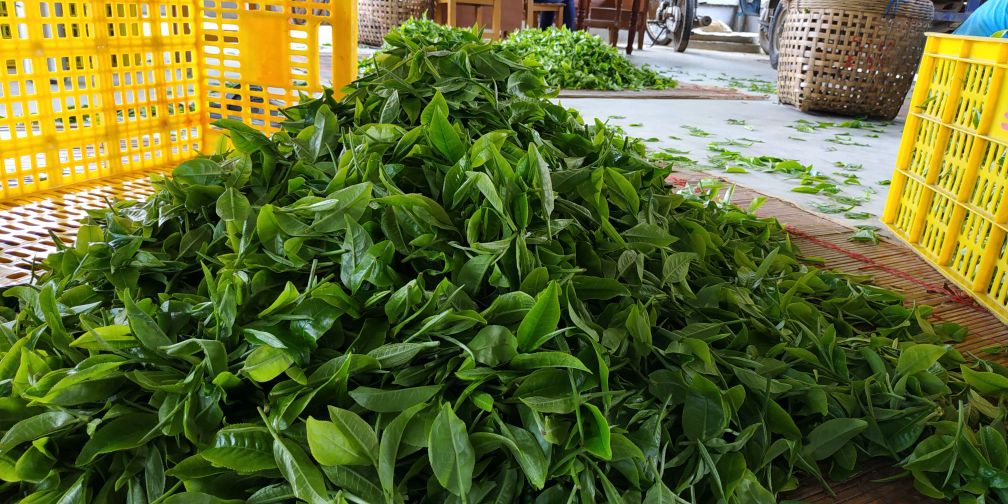 德高信蚬口茶园类基地
