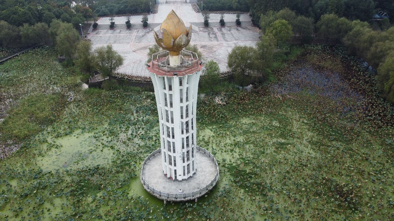 芙蓉国里君山野生荷花世界