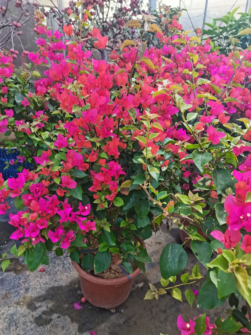 媛媛花卉大卖场