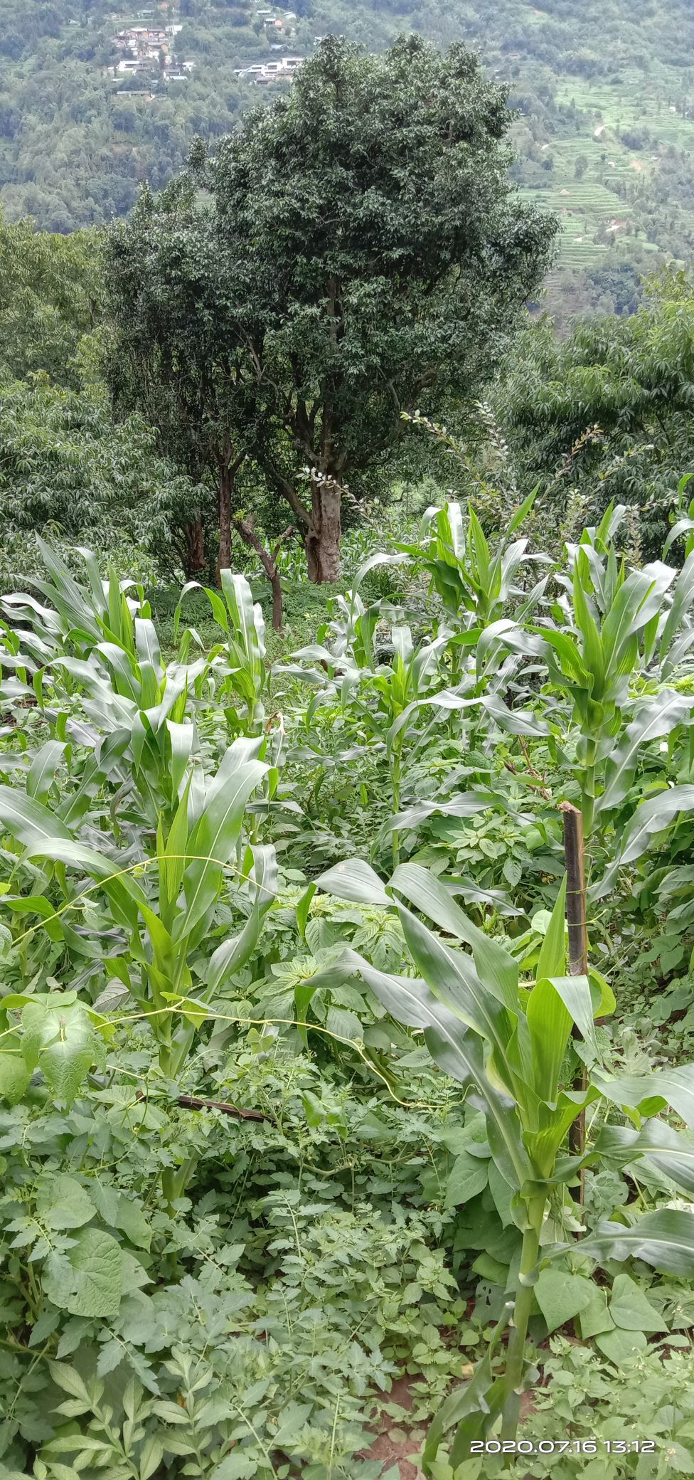 保山市龙陵县邦迈--竹箐