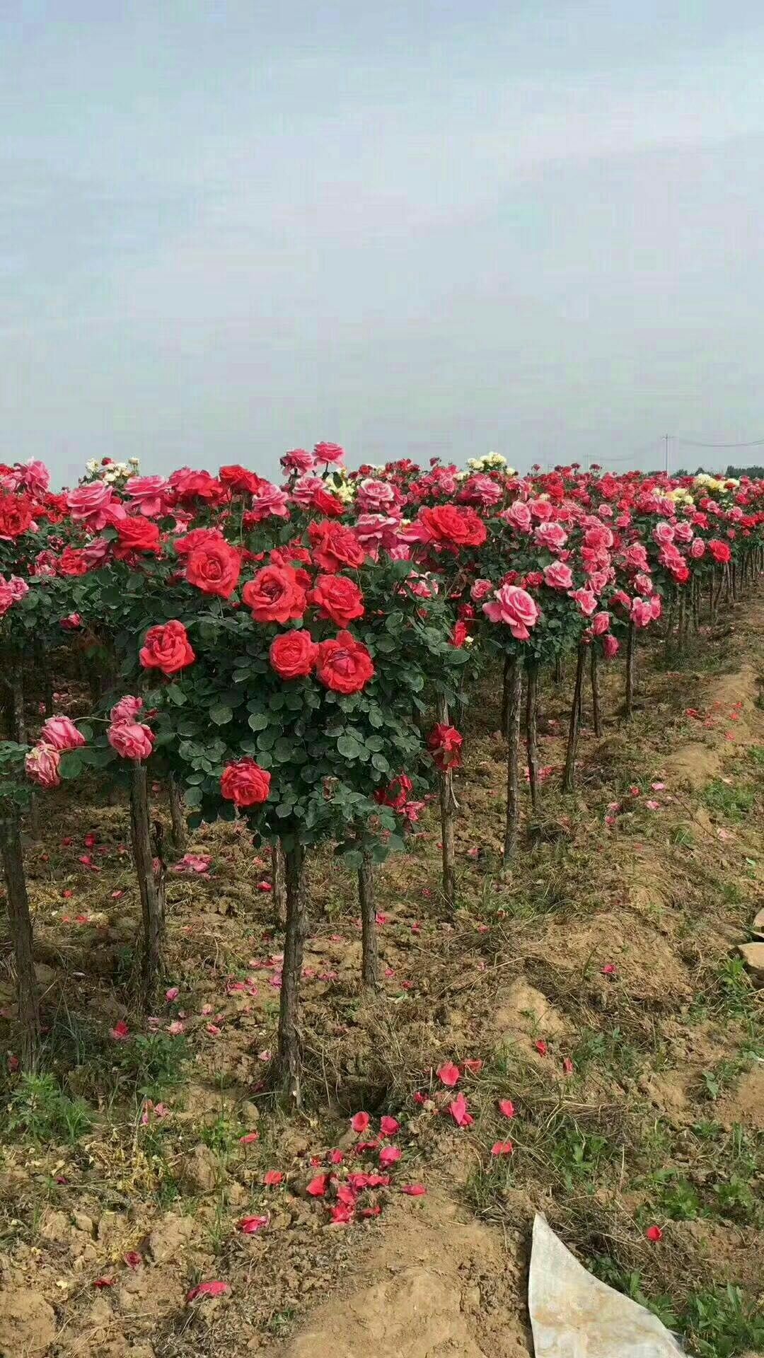 卧龙区石桥镇南阳月季基地总场