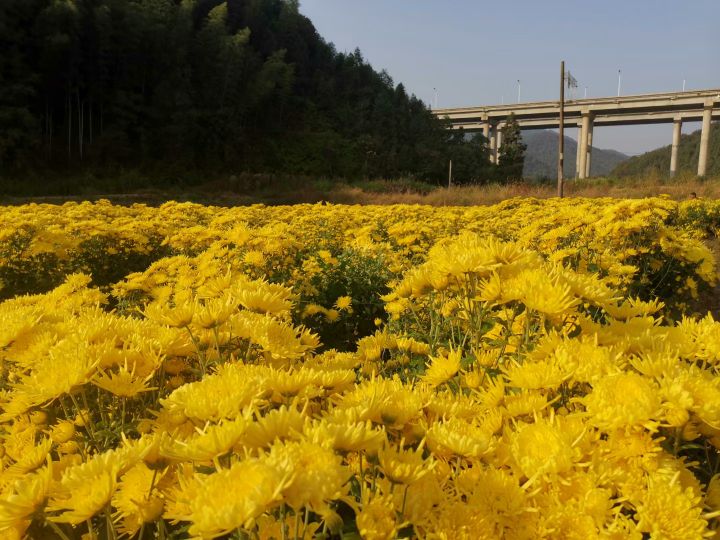 南平市建阳区