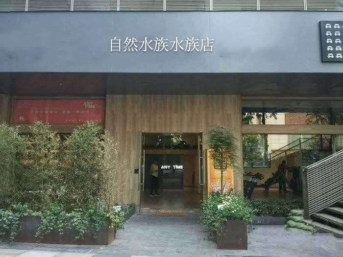 区自然水族水族店
