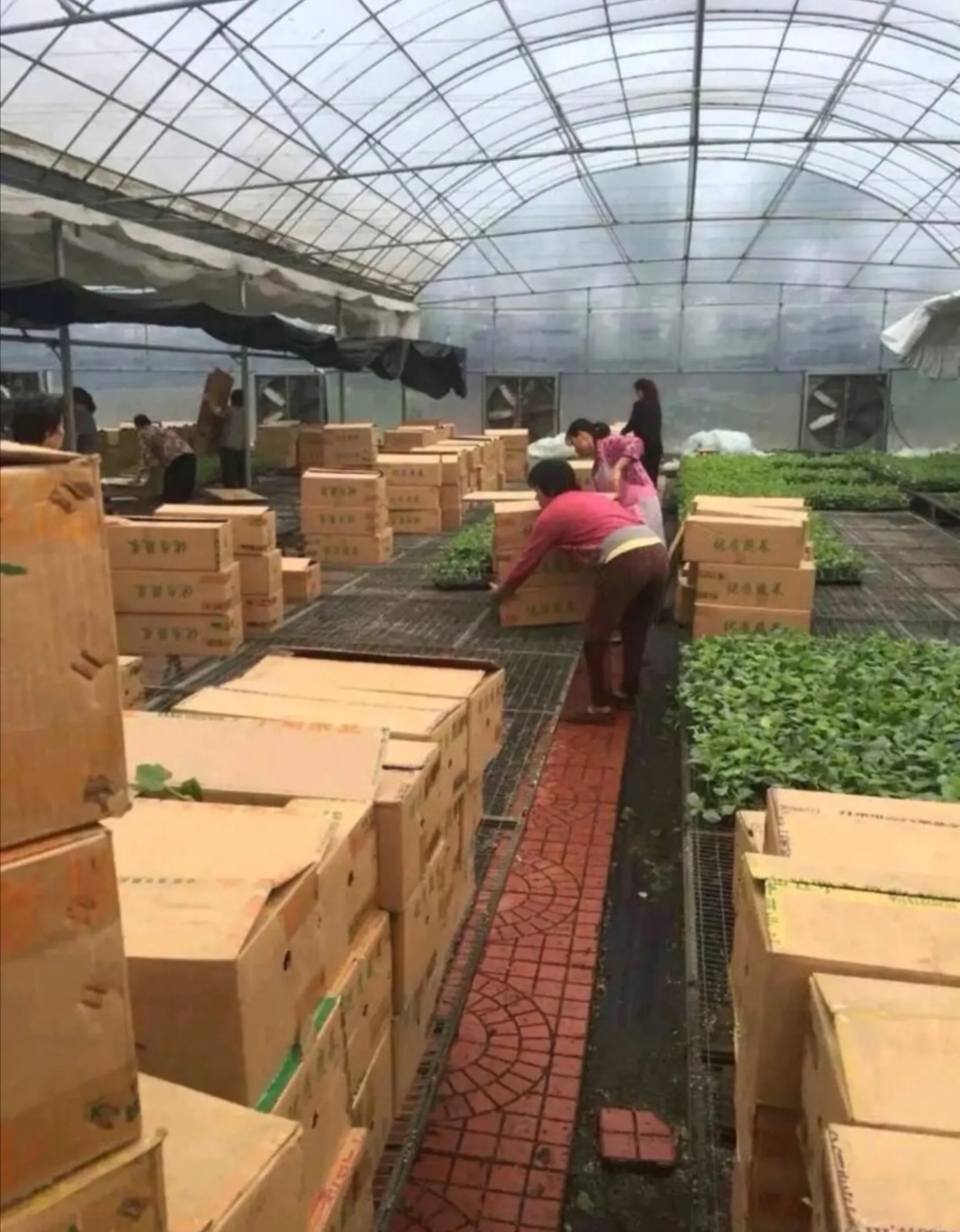宿州安旭种苗有限公司