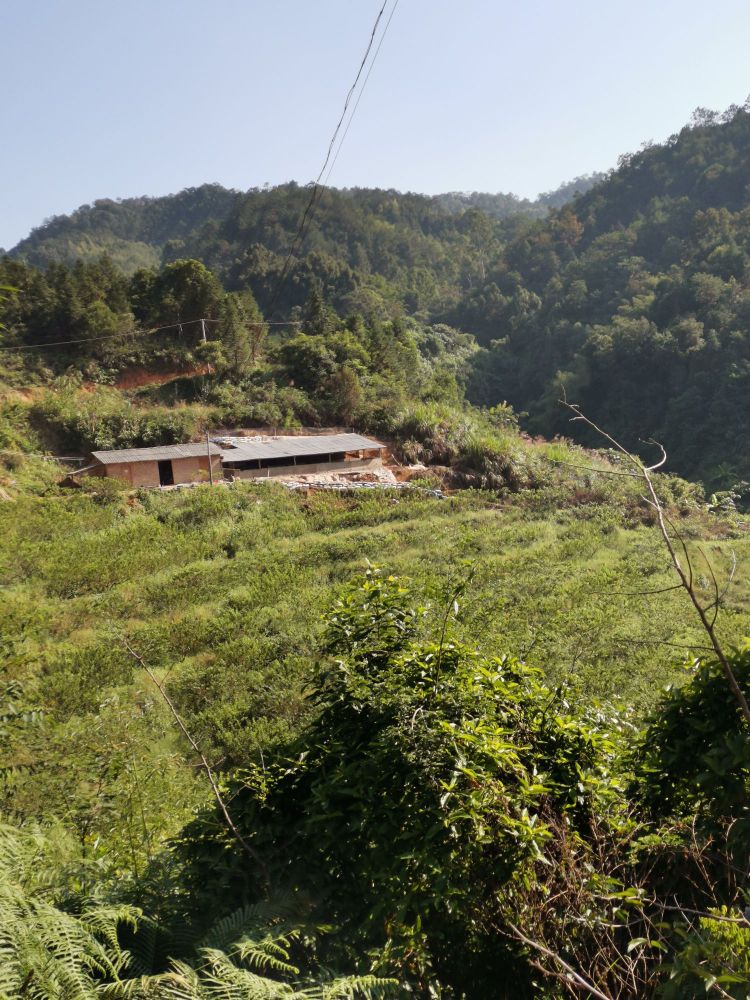 广东省茂名市信宜市平塘镇茅垌村大径云南坑