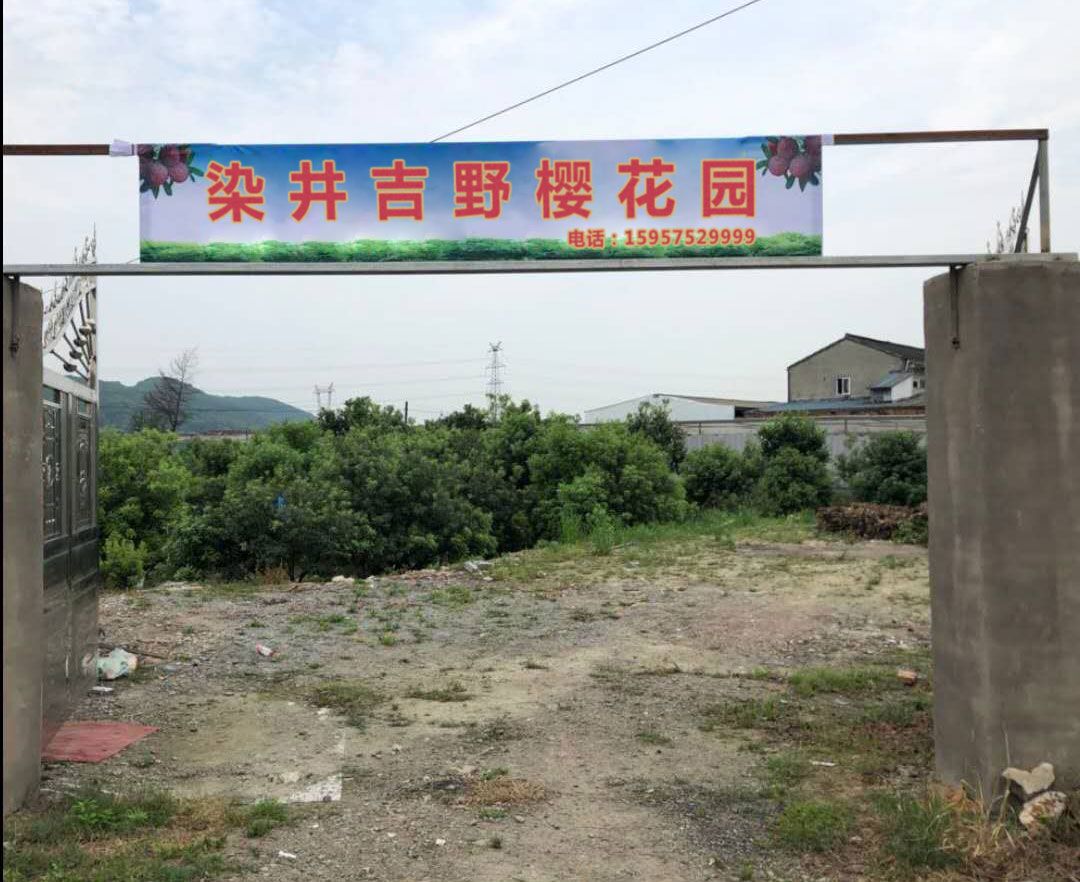 淮安市染井吉野樱花园