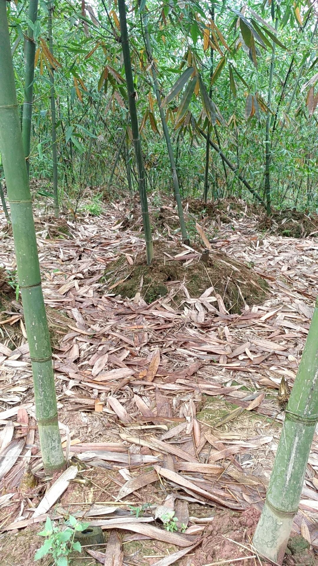 东源县福发专业种植合作社