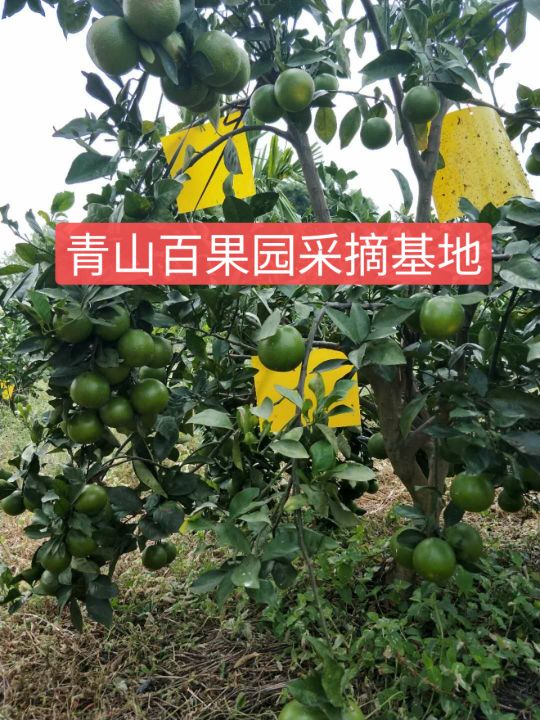 东方青山百果园