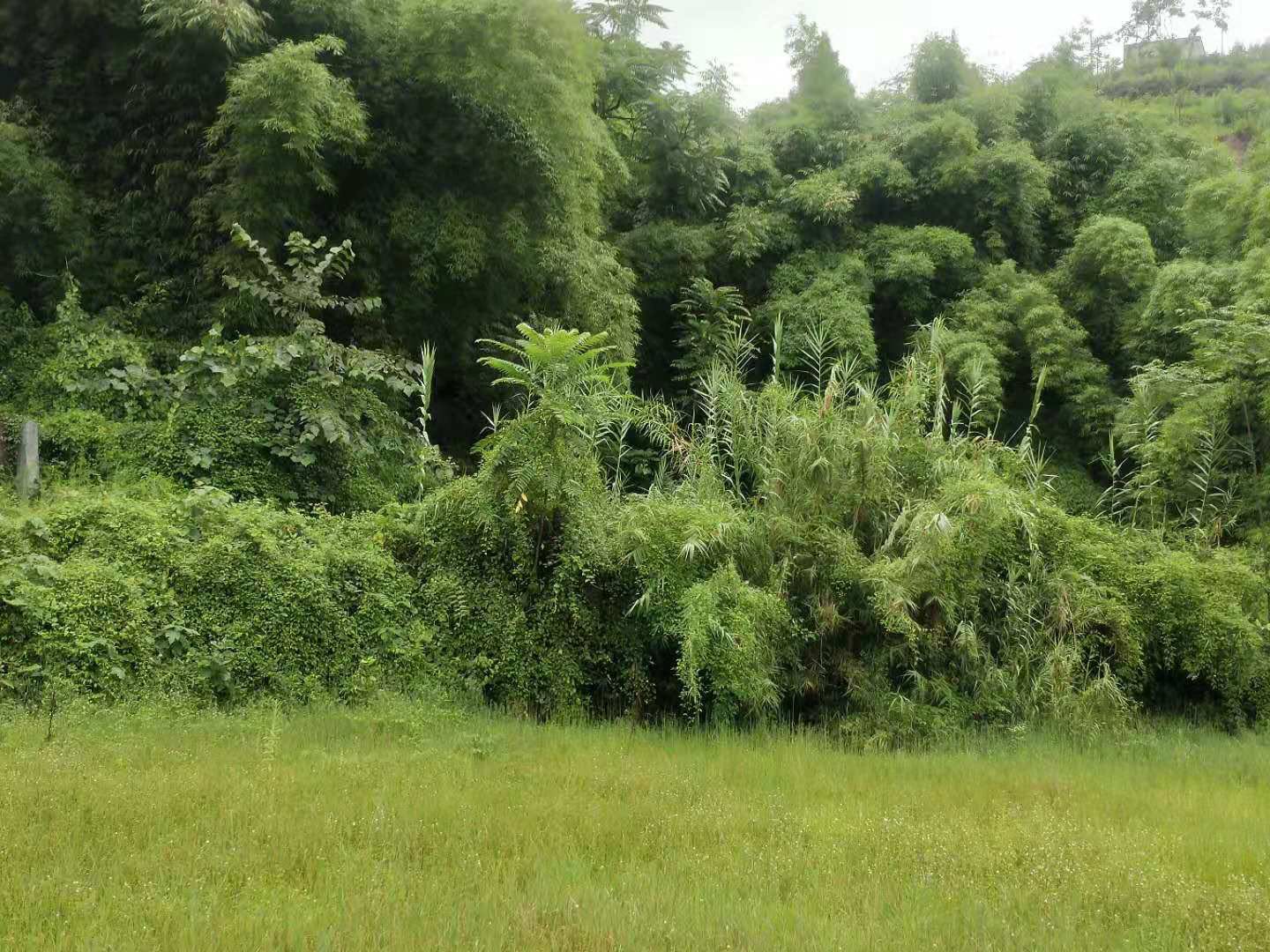 南充市蓬安县