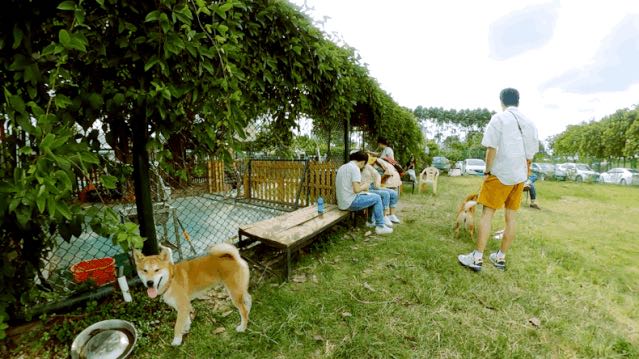 广东竹联庄柴犬舍