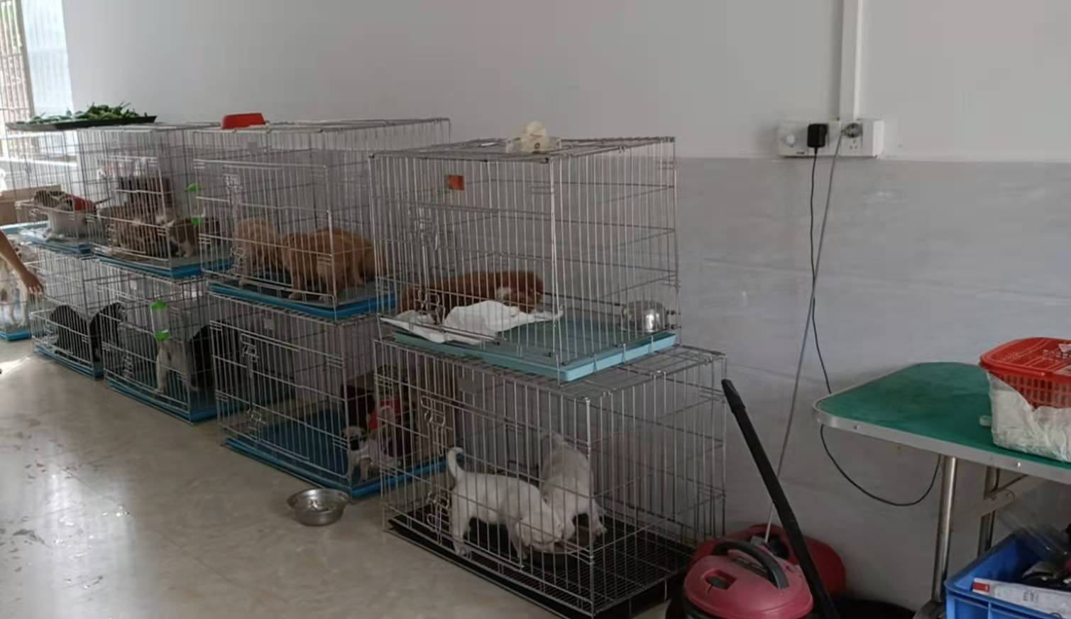 爱哈尼萌宠(中山店)