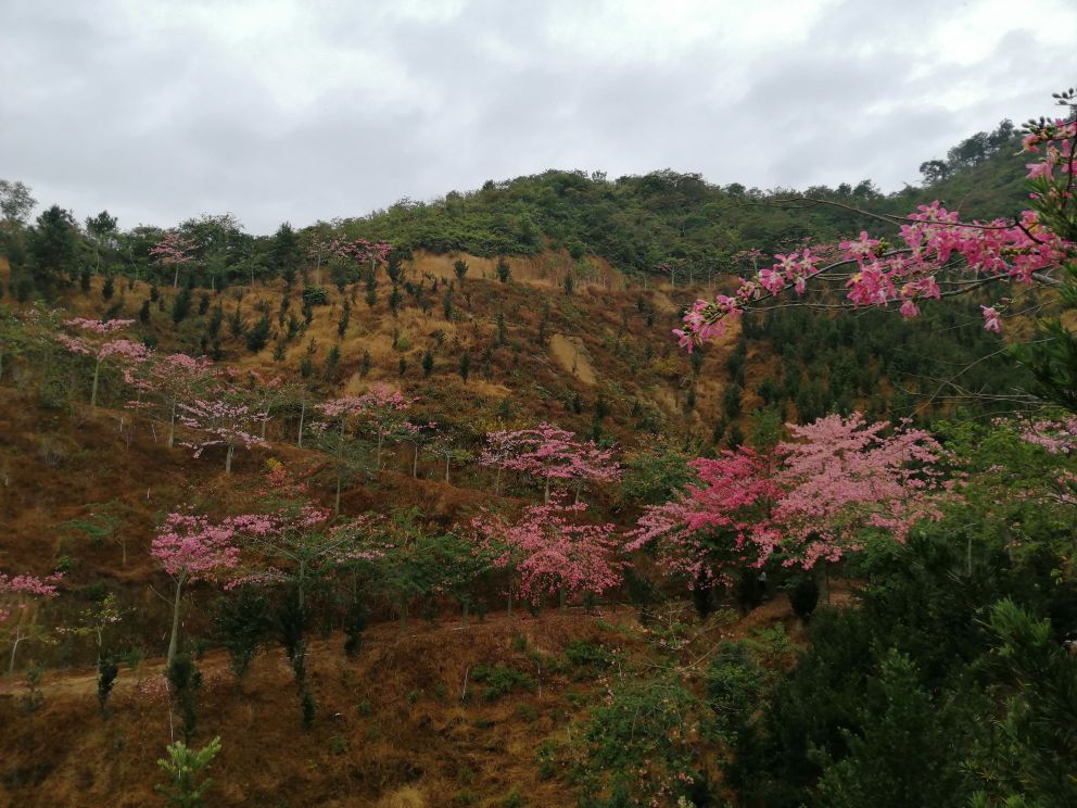 花林四季