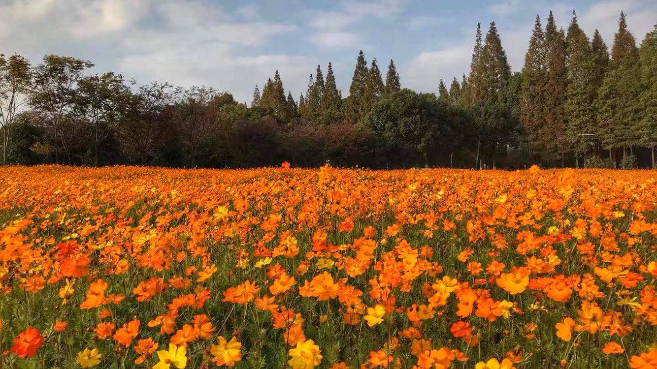 上海市崇明区