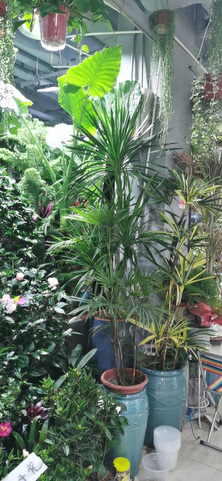 依依园林花卉