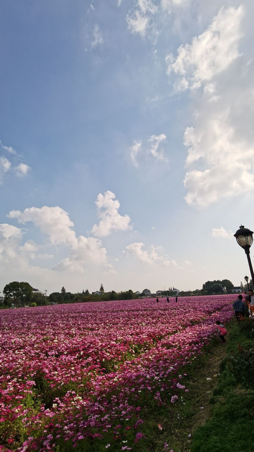 樱花里梦想乐园