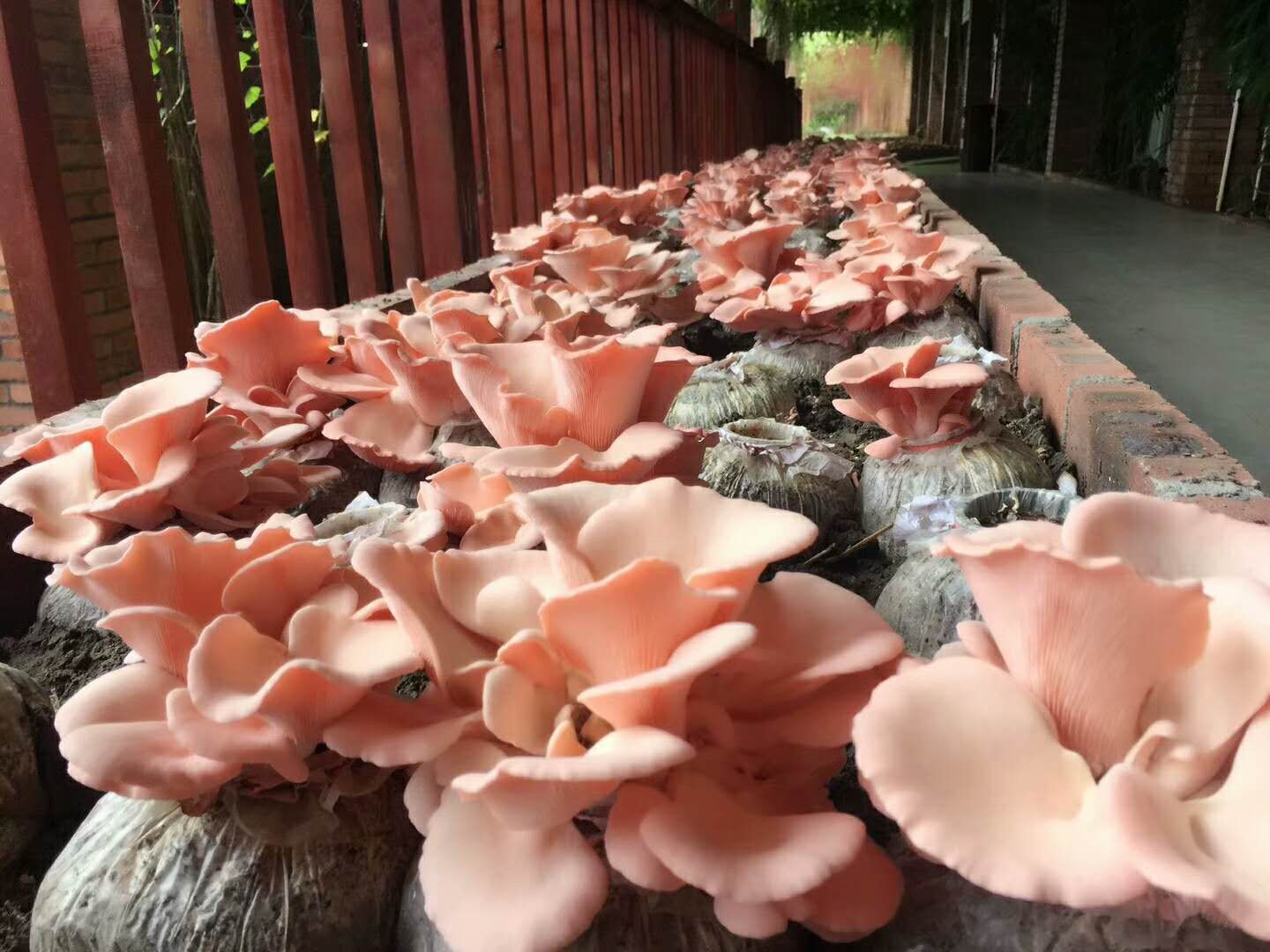 国家南药灵芝观光园