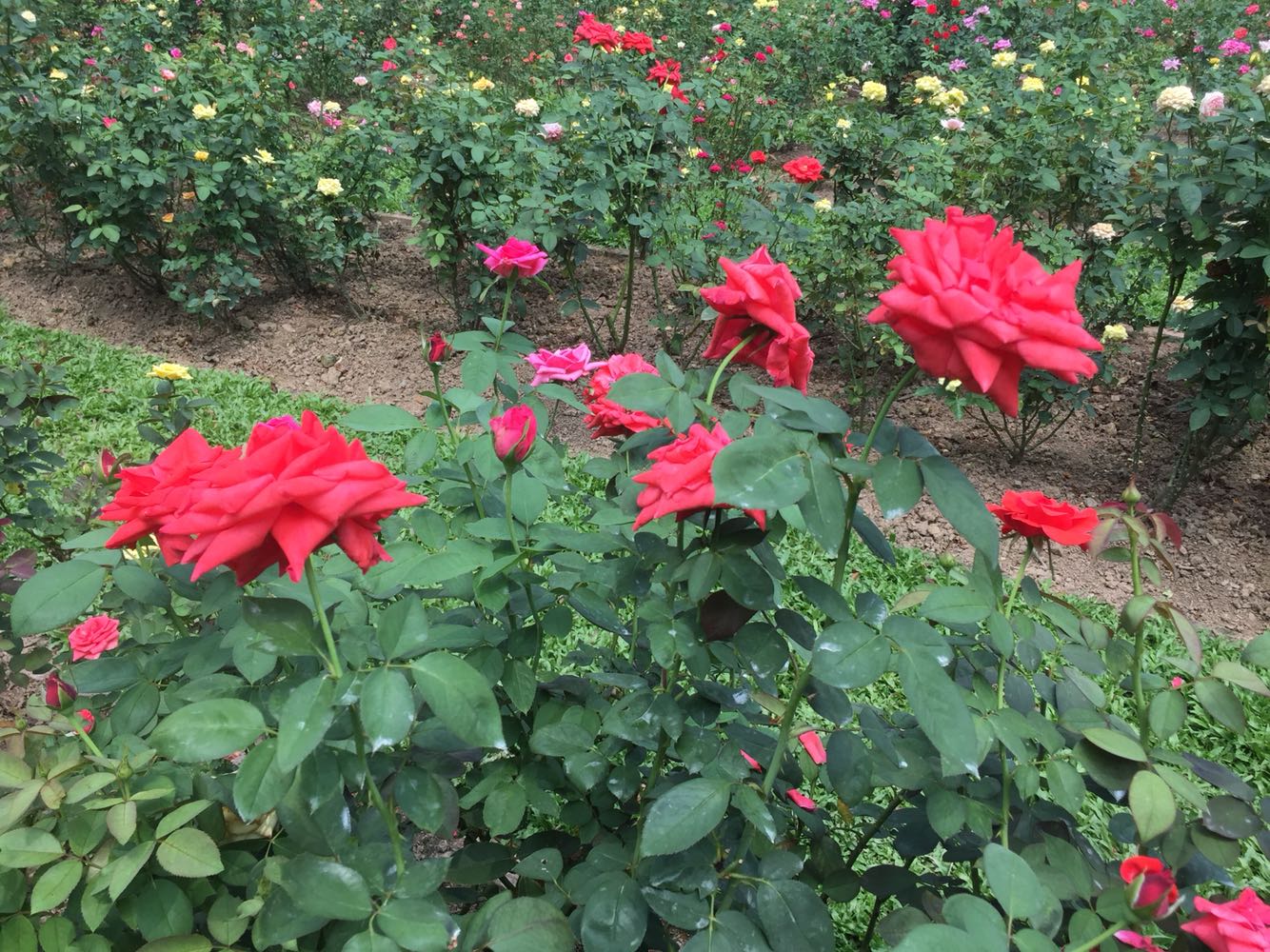 东湖公园-玫瑰园