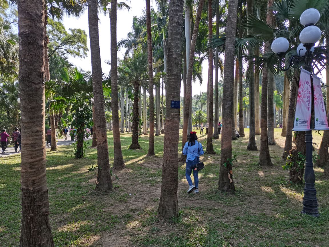 东湖公园-棕榈园